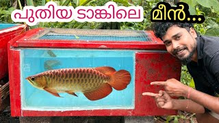 6 അടി ഉയരത്തിൽ ചാടുന്ന മീനെ പിടിച്ചതാ പണി കിട്ടി🥲  catching monster fish  new monster tank [upl. by Anihsak]