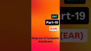 diagram of tympanic membrane tympanicmembraneperforation tympanum neet medical ent neetpg [upl. by Onimod]