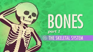 The Skeletal System Crash Course Anatomy amp Physiology 19 [upl. by Evadne]