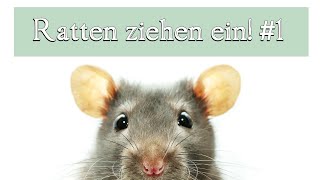 Die Ratten ziehen ein 1 [upl. by Majka798]