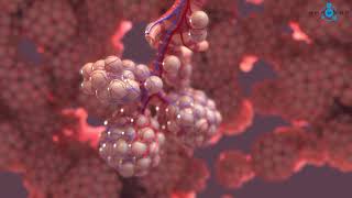 Alveoli 3D Medical Animation [upl. by Worlock340]