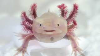 Axolotl Lifespan How Long Do They Live  axolotl lifespan in the wild  axolotl lifespan as a pet [upl. by Ver]