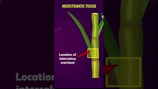 Tissues Class 9  Meristematic tissues  cbse 9 Biology  chapter 6 NCERT  Gradebooster shorts [upl. by Kennedy296]