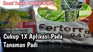 Insektisida FERTERRA 04 GR  Mengatasi Hama Penggerek Batang Padi Tanaman Part9 [upl. by Nav]