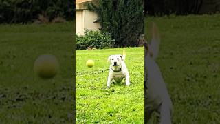 Dog🐶 catches tennis ball 🏀11viralshorts [upl. by Onurb494]