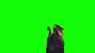 Green Screen Screaming Cat Meme [upl. by Esir]