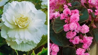 How to Plant Double Begonias Summer Garden Guide [upl. by Belcher]