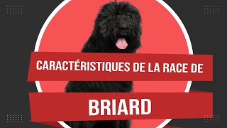 Caractéristiques De La Race De Briard 🐾 [upl. by Liahus947]