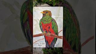 Quetzal de cabeza dorada Avifauna colombiana 🇨🇴🪶🎨avifaunacolombiana arte artist acuarelas🎨 art [upl. by Ahsimaj256]