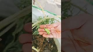 Green chilli vegetablegarden farming gardenflowerplants terracegardening backyardgarden [upl. by Eidnar]