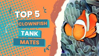 Top 5 Most Colorful and Attractive Clownfish Tankmates [upl. by Onia]