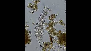 🔬 Meet the Mighty Rotifer [upl. by Siuqramed499]