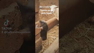 Sai cabrita 🤣 bubalinos bufalo roça cabras peru pecuaria [upl. by Honig859]