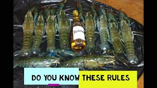 LATEST RED CLAW RULES QUEENSLAND EXPLAINED CATCHING RED CLAW IN QUEENSLAND YABBIES CATCHING YABBIES [upl. by Akived]