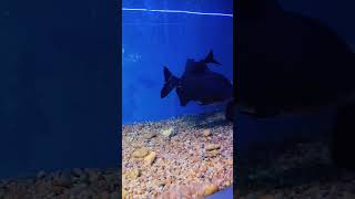 Under water fish aquarium first time in jagdalpurmina bazarBastar Dussherahard fishsoft fish [upl. by Nnainot]