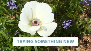 How To Plant Anemones For Autumn Flowering  Cottoverdi [upl. by Ecnatsnoc279]