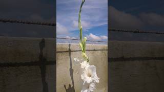 Gladiolus flower bloom 1st time gardenyoutubeshorts gladiolusshortsfeed101rakshabandhanrakhi [upl. by Swisher109]