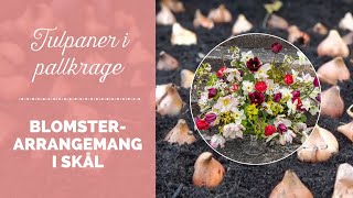 Tulpaner  Blomsterarrangemang i skål [upl. by Bish]