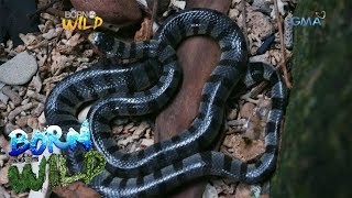 Born to be Wild Observing the Banded Sea Krait on a snake island [upl. by Aidualk554]