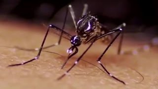 Zika – Ein Virus greift Brasilien an 22 dbateVideotagebuch [upl. by Kaleb]