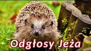 Odgłosy jeża 🦔 dźwięki jakie wydają jeże 🦔 [upl. by Etterual]