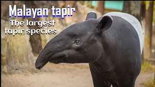 Malayan tapir Facts amp info [upl. by Kristoforo]