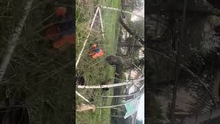 Last test of vintage Rikki Rooster animatronic inside hoop house with real chickens [upl. by Kronfeld]