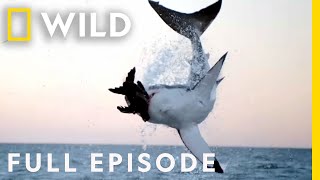 Sharks vs The World Full Episode  Nat Geo Wild [upl. by Melesa946]