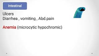 Hookworms Ancylostoma duodenale amp Necator americanus الديدان الخطافيةالانكلستوما [upl. by Bartley]