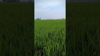 Adhul ke fulvayoutubeshorts explorethebeautyofnature tranding bhojpuri youtubeshorts [upl. by Nylikcaj]