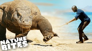 Face to Face with a Giant Komodo Dragon  Nature Bites [upl. by Loydie]