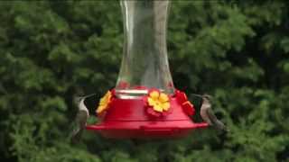 How to Set Up Your Hummingbird Feeder  Ace Hardware [upl. by Girhiny846]