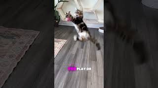 Hyperactive Cat Heres What You Need to Know youranimals yourcats mainecoonroyalty catlover [upl. by Agatha]