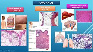 Organología [upl. by Uokes]