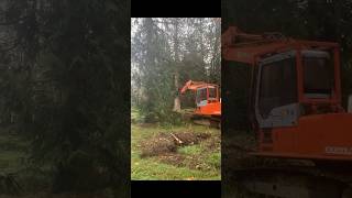 FALLING A LARGE CEDAR TREE [upl. by Wrigley]