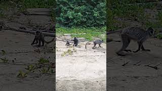 Silver leaf Monkey wildlife wildanimals destinos travel fly borneotravel [upl. by Ekaterina260]