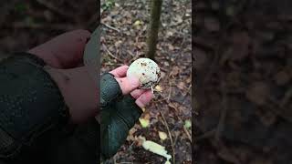 🍄 Phallus impudicus mushroom mushrooms [upl. by Akeret]