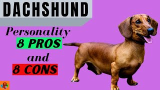 DACHSHUND PROS amp CONS Including a Major Health Problem  Must Watch Before Getting One [upl. by Buskus]