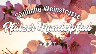 Pfälzer Mandelpfad  Etappe 05 Edenkoben – Birkweiler  Wandern Südliche Weinstraße [upl. by Miun146]