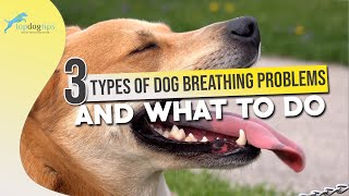 3 Types of Dog Breathing Problems and What to Do [upl. by Atinar]