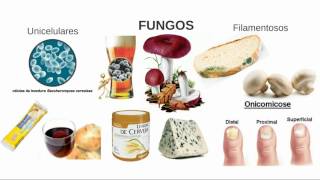 Aula 03 Microbiologia  Fungos [upl. by Dnomhcir]