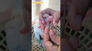 pigeon pox treatment 💯🕊️ viral viralvideo viralshorts youtubeshorts birds edit [upl. by Studley]