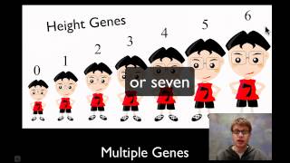 Chromosomal Genetics [upl. by Stringer]