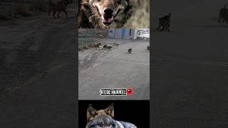 Un solo Lobo contra 5 Perros 😲 A single Wolf against 5 Dogs [upl. by Orgel28]