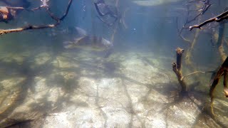 Exploring a Mangrove Forest Incredible Fish Behaviour [upl. by Aenil]