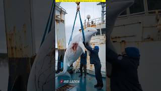 Baby white dolphin beckons people to get on board to save its mother।🥺shortvideo amazingfacts [upl. by Linell]