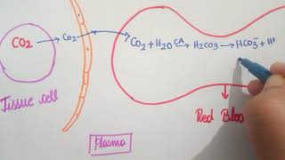 Chloride Shift  Respiration  11th CBSE  NEET  KVPY  NSEB [upl. by Linis611]