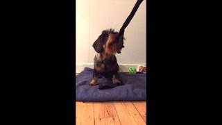 Wirehaired Dachshund Puppy 612 months  Oscar vol 2 [upl. by Star]