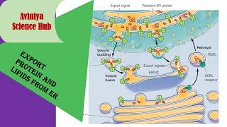 Export protein and lipid from ER  Proteins sorting and transport  cell biology [upl. by Natassia]