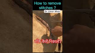 How to remove stitches l cow l sutures l dr Umar khan [upl. by Adnylem47]